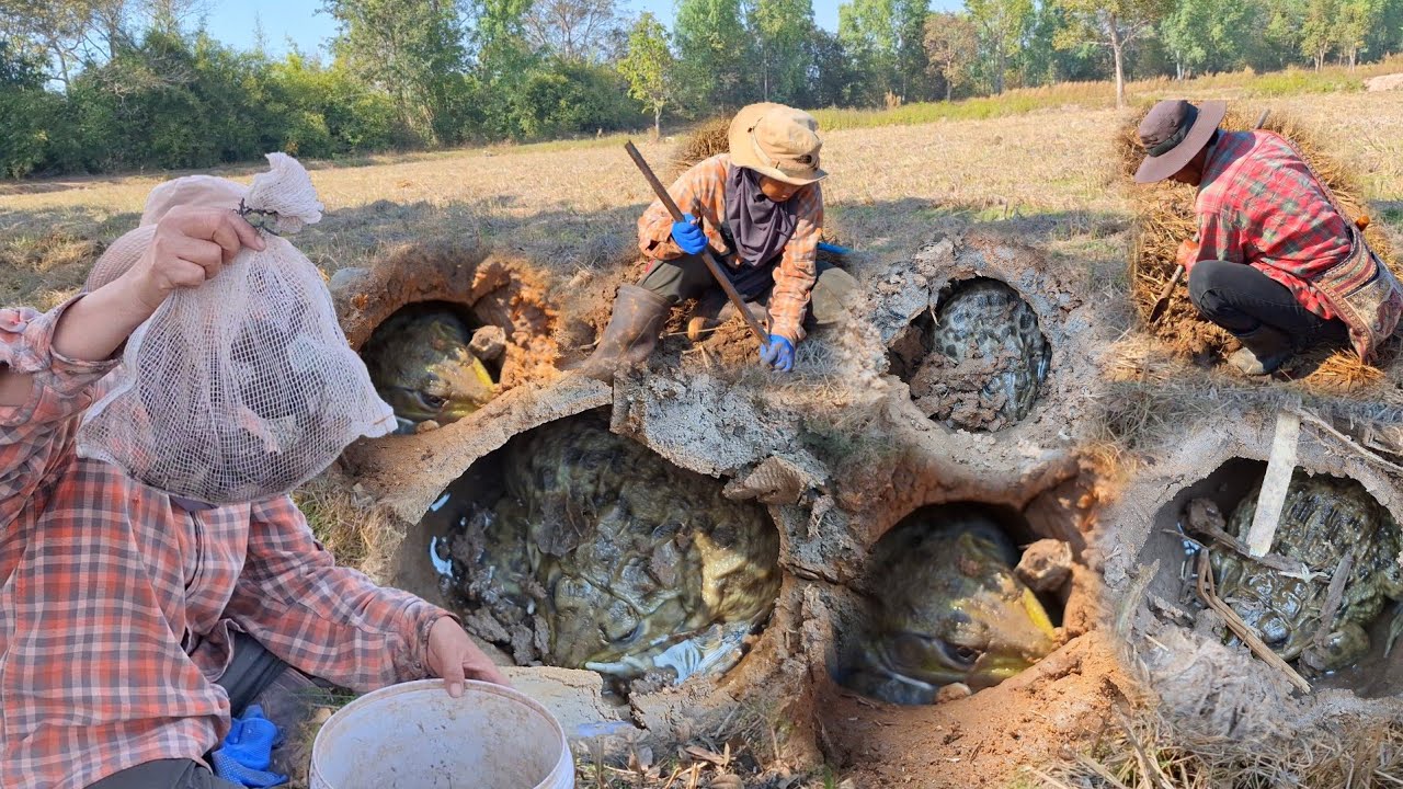 เลาะท่งมื้อนี้หมานกบเข้าไงตัวใหญ่ๆอยู่ข้างๆกันแมงจีชอนฮ้องเต็มท่ง