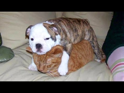 DOGS can be real pain in the neck for CATS - LAUGH with funny PET VIDEOS