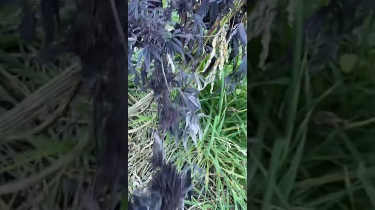 Обратите внимание на фиолетовые скелеты!