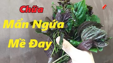 MỀ ĐAY, MẨN NGỨA sẽ khỏi ngay sau 5 phút với bài thuốc đơn giản từ lá tía tô _ Sức Khỏe Việt HTV3