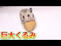 巨大くるみを丸ごと食べるハムスターがマジでかわいい!!
