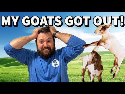 They ESCAPED AGAIN! (With thoughts on disbudding goats and planting sweet potatoes)