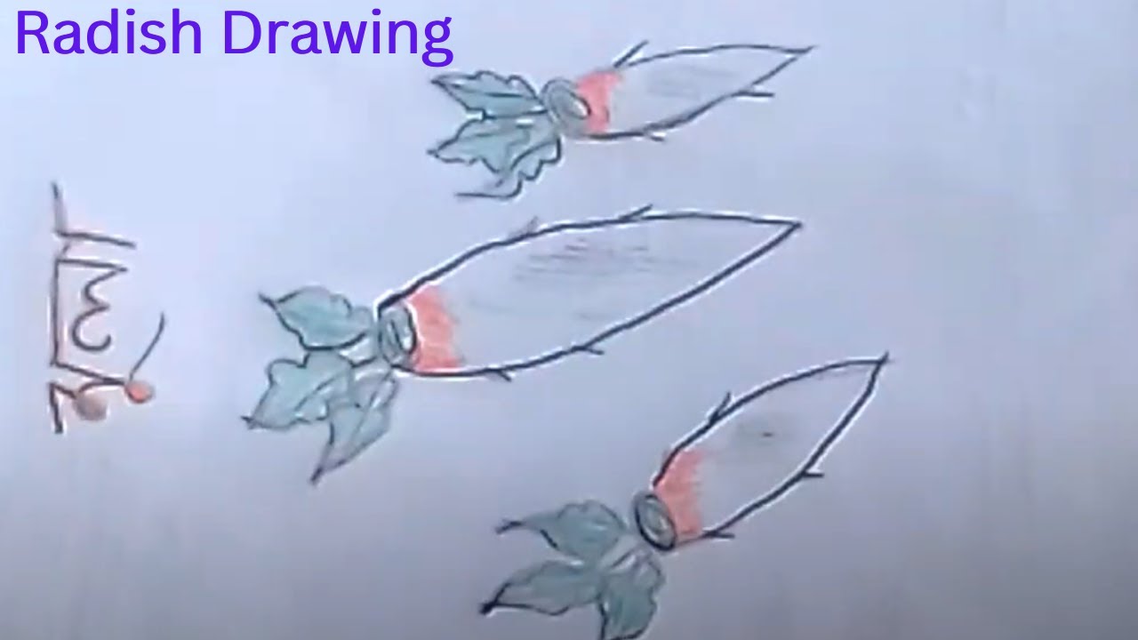 How to Draw Radish Step by Step Easy Pencil Art YouTube
