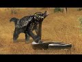 Extreme fight Honey Badger vs Predators , Wild Animals Attack