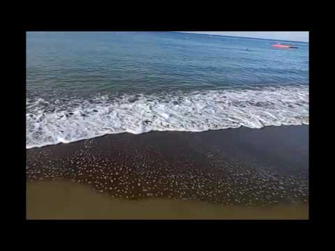 Фермер Бурундук в Maritim Pine Beach Resort - 5 звезд! Фермер Бурундук в Maritim Pine Beach Resort - 5 звезд!
