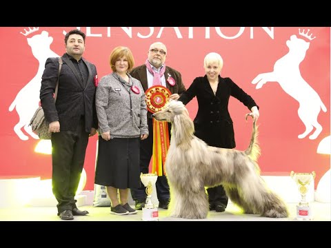 10.02.2024, СПб. Клуб "СЕНСАЦИЯ-1". Выставка собак всех пород "СЕНСАЦИЯ-2024-1"