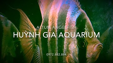 Thần tiên ai cập - altum angelfish