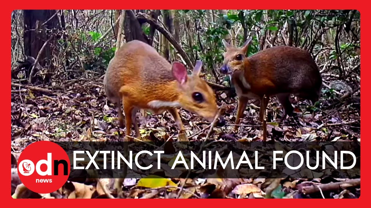 Extinct Mouse Deer Caught On Camera In Vietnam After 30 Years Youtube