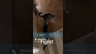 Felix Vs Figaro Official Fight Cats Mma