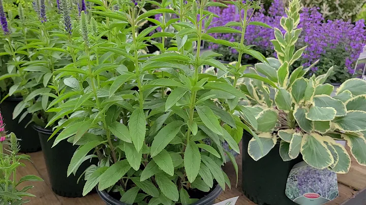 Veronica 'Royal Candles' (Speedwell) // The BEST, ...