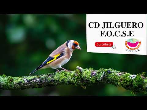 CD JILGUERO F.O.C.S.E 30min para educar a jilgueros noveles. Chardonneret Goldfinch