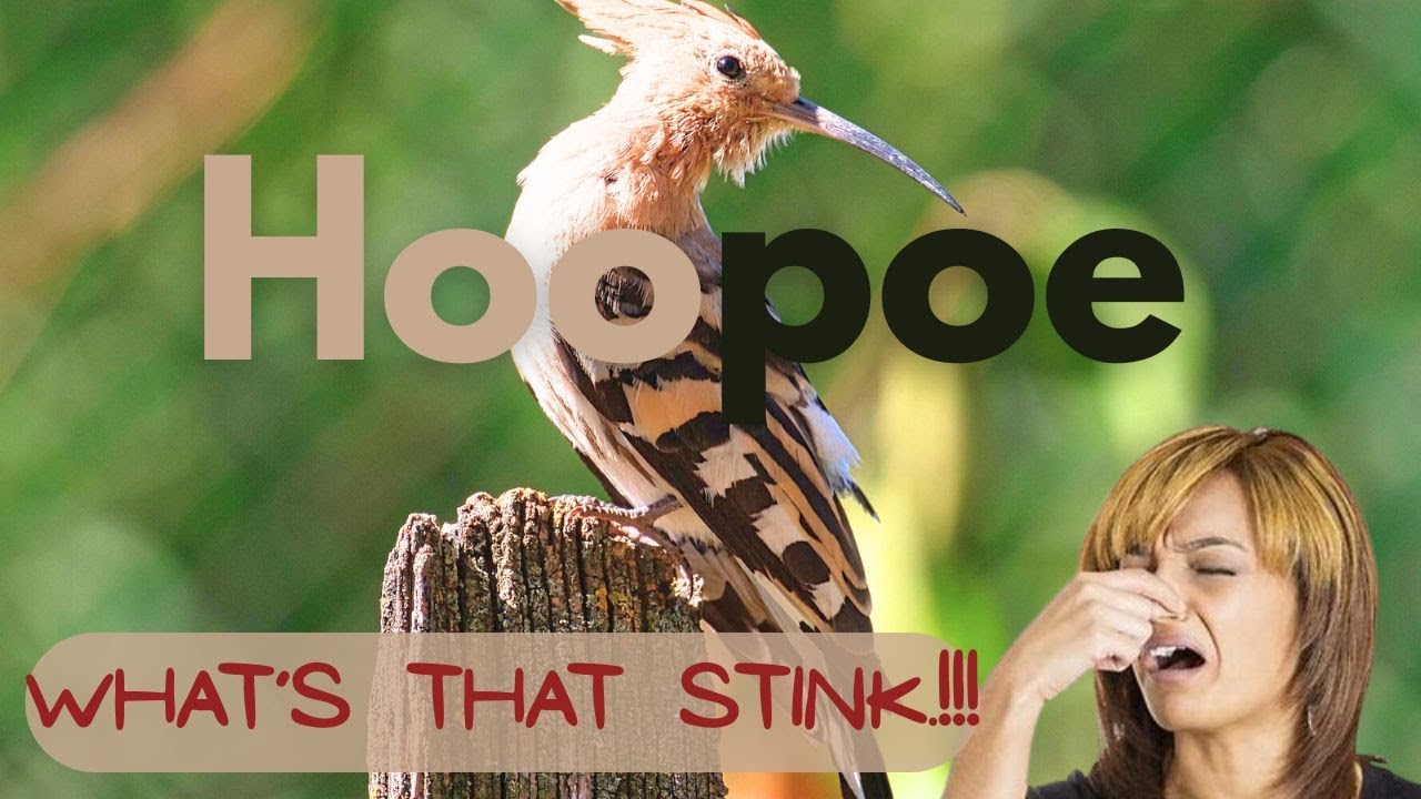 Secrets of the Hoopoe! You Won't Believe These Facts! 