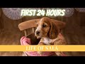 First 24 Hours with Nala: The Cocker Spaniel Puppy