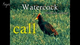 watercock Gallicrex cinerea CALL | SOUND | BREEDING SONG | MALE IN SOTH EAST ASIA.