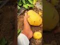 easy way to harvest potatoes without using a hoe #shorts #harvest #farmer