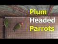 Plum Headed Parrots | Red and Violet Plum Headed Parakeet