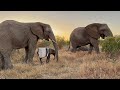 Up Close with Elephants, Mambo &amp; Pisa, While the Females Watch Over Phabeni