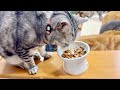 あいちゃんだけみんなと違うごはんを食べてる理由は...