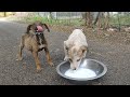 Street puppies want food - They are waiting for help - Dogoftheday