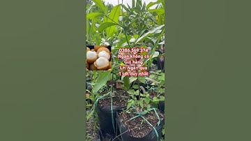 Cây măng cục trái vàng có thập | 0386569374 - Ngọc Ngân Bến Tre | Chuyên cây độc lạ