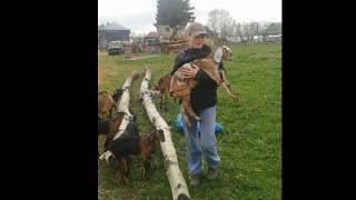 видео: С кем лучше растут козлята: под мамой или с хозяином//взвешивание и кормление козлят картинка: С кем лучше растут козлята: под мамой или с хозяином//взвешивание и кормление козлят