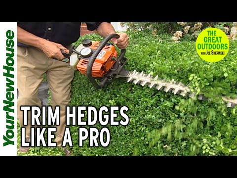Video: Privet Hedge Pruning - Làm thế nào để Cắt tỉa một hàng rào Privet đúng cách