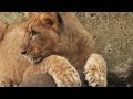 Lion Cubs Vocalization Changes