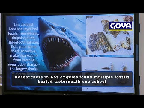 Los Angeles researchers find multiple fossils buried underneath school