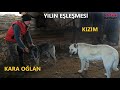 YILIN EŞLEŞMESİ KANGAL KARA OĞLAN VE KIZIM SÜPER YAVRULAR BEKLİYORUZ #kangal