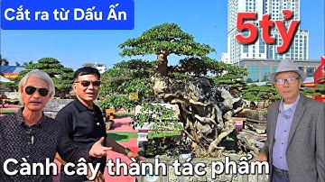 Một cành cây cắt ra từ Dấu Ấn Thời Gian giờ đã thành siêu phẩm 
