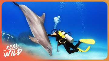 Exploring the Secret Lives of Dolphins | 4K Nature Documentary