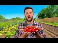 10 REGOLE per COLTIVARE POMODORI PERFETTI  (Guida Completa 2025)