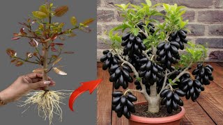 How To Propagate Java Plum Trees Cutting Faster With Carrot, how to grow Java plum trees