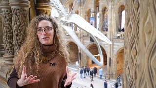 Curiosities of the Natural History Museum London  Episode 1