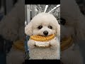 A Bite of Fluffy Waffle with Cream ASMR 🚇 폭신한 와플에 크림 한입 ASMR 👍 ふわふわワッフルにクリームひとくちASMR 😊 #cute #강아지먹방