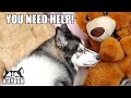 Husky Asks My MUM For HELP When I Hide From him!