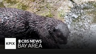 California aquarium’s program prepares orphaned sea otters for life in the wild