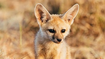 STOP Using the Wrong Aperture Settings for Wildlife Photography