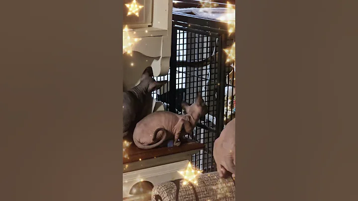 Video 11876111: sphynxkitten cats kitten, sphynx kittens playing