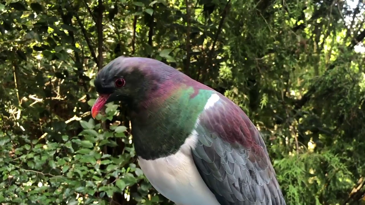 SOLD - 1 Janet Place, Laingholm - Sacha Collins and Brigid O'Connor