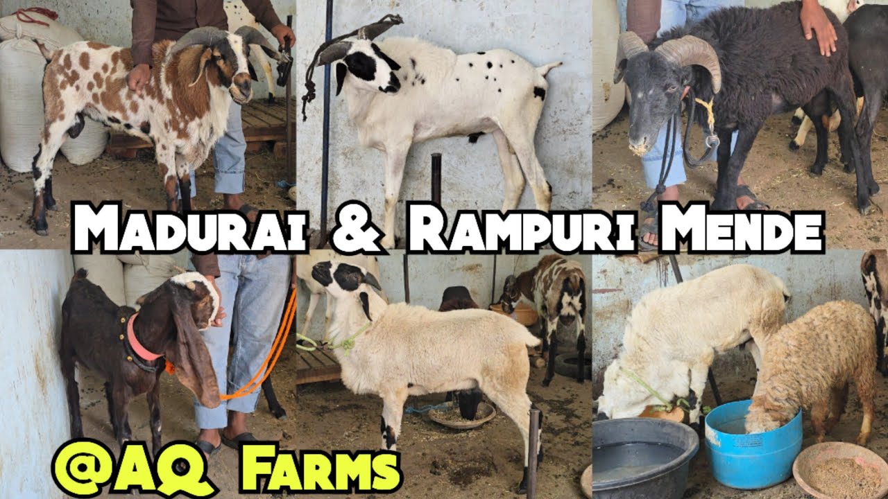 Madurai Rampuri Mende & Hyderabadi Goat Kid Available at AQ Farms | Hassan Nagar | Hyderabad  #sheep