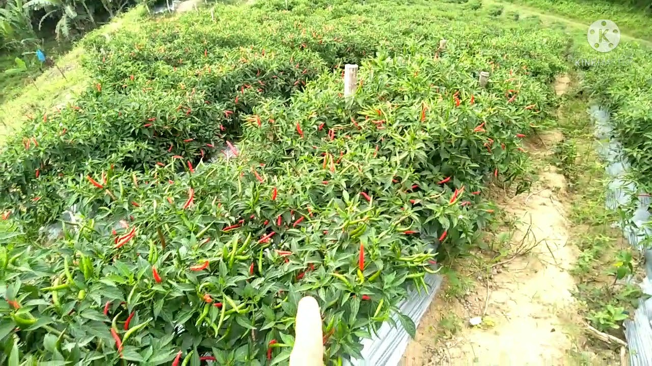 1st batch and 2nd batch comparison / Siling Labuyo Sarangani Farmers