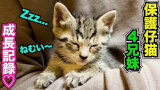 保護仔猫4兄妹の成長記録!可愛すぎてずっと見てしまう♡ #猫 #仔猫 #保護猫 #kitten