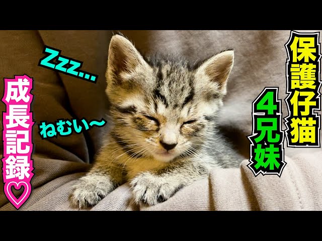 まま猫(ΦωΦ）】注意→プロスペクターのみ1台です‼️ sddefault.jpg