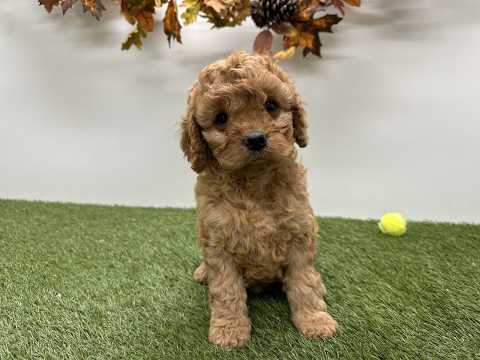 Video van Cavapoo Vrouwelijk Abrikoos - PUP-ID 010725214 | Dierenhof Debrabandere