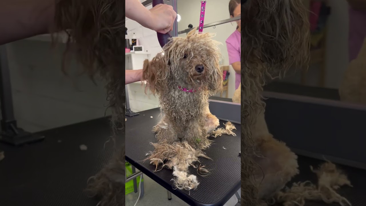 Пудель - распаковка #grooming #dog #poodle