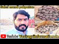 Alu ki live update #ptato #marketing #farming #agriculture #price#yasiraliarain #yasiragri
