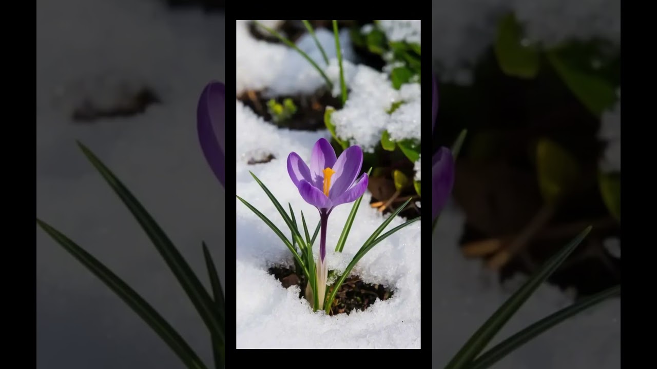 Spring is near in Germany 🇩🇪 💜 