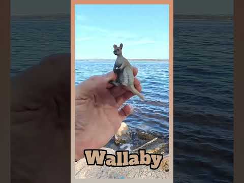 هل الوالابي كنغر