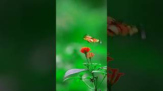 Costa Rica In 4K 60Fps Hdr Ultra Hd